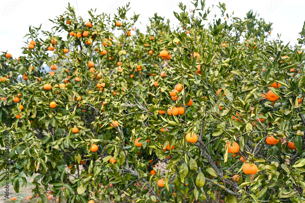 Mandarin orange growing on branch in orchard. Ripe tangerines on the tree ready for harvest. Fresh, juicy and organic fruits. A plantation of mandarins. Food production. Mandarin orange growing on branch in orchard. Ripe tangerines on the tree ready for harvest. Fresh, juicy and organic fruits. A plantation of mandarins. Food production.