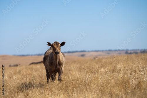 Fototapeta Naklejka Na Ścianę i Meble -  cows grazing on grass in a field, in Australia. eating hay and silage. breeds include speckle park, murray grey, angus, brangus and wagyu, in Summer