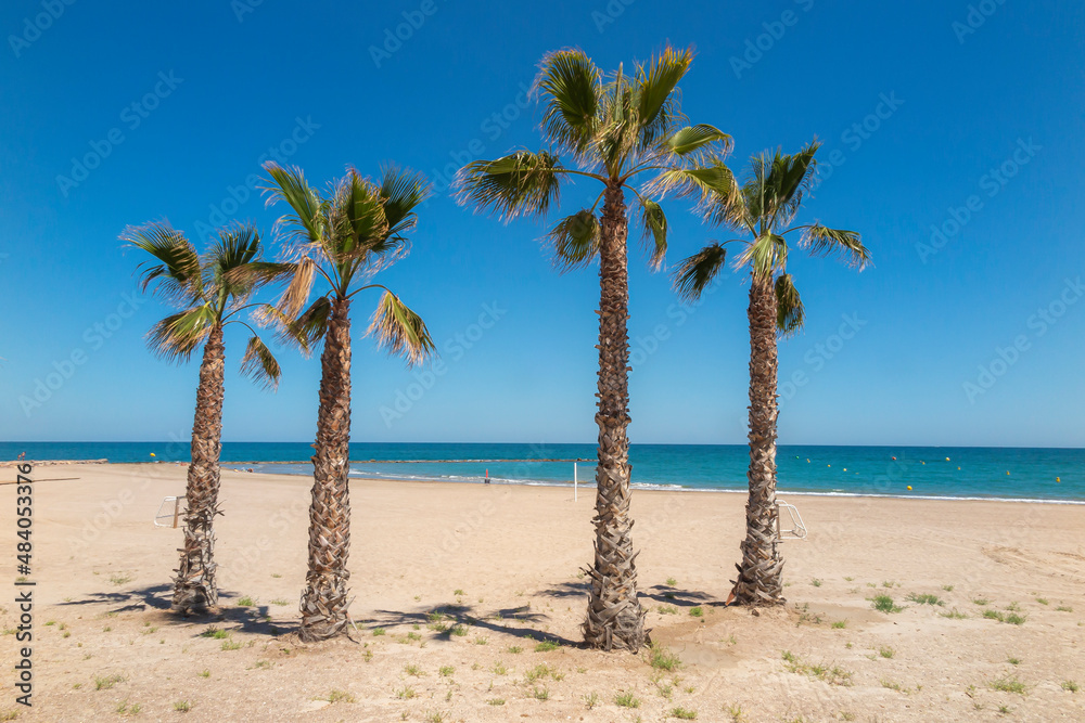 summer scene of an empty beach with four palms in foreground