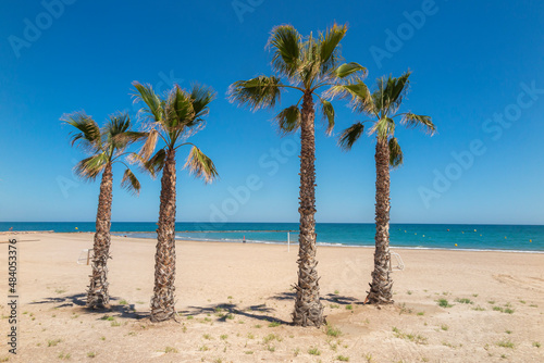 Fototapeta Naklejka Na Ścianę i Meble -  summer scene of an empty beach with four palms in foreground
