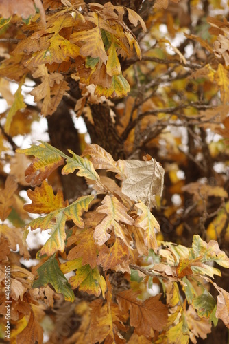 autumn leaves in the forest