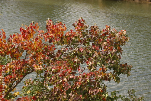 red and yellow leaves