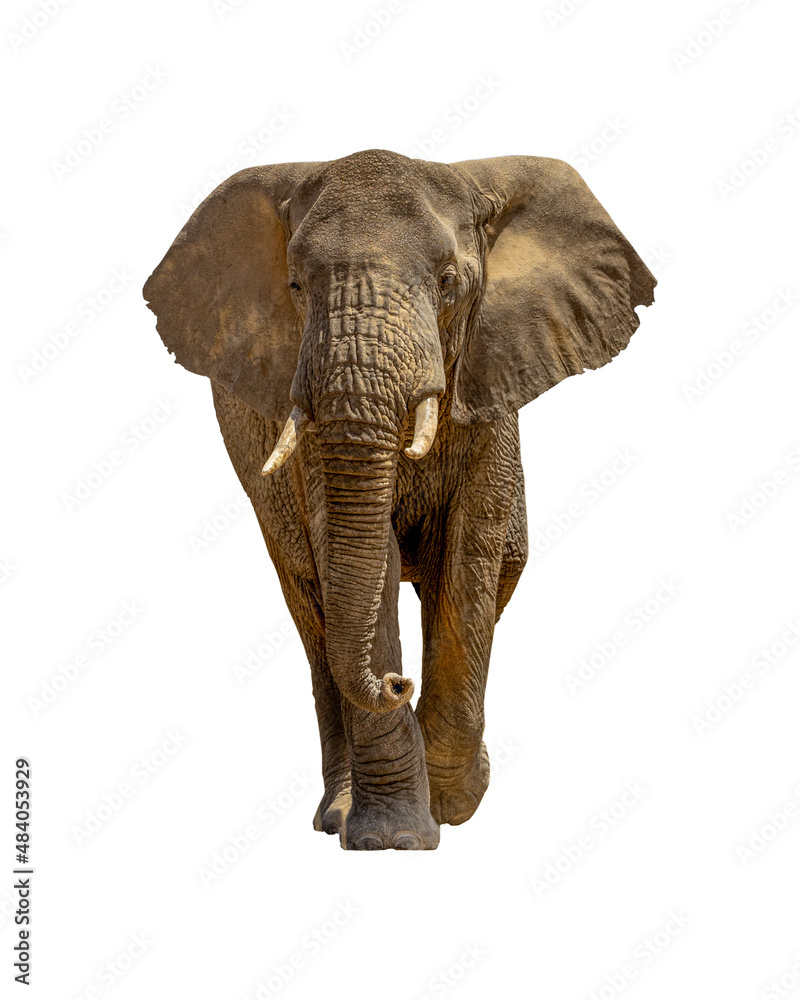 Fototapeta premium Large African Elephant Walking Forward Isolated on White
