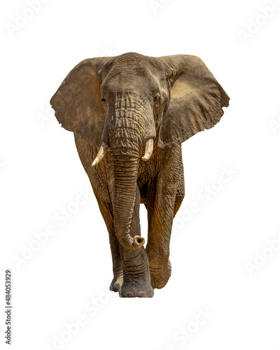 Large African Elephant Walking Forward Isolated on White