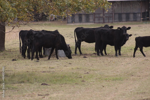 cows in a field