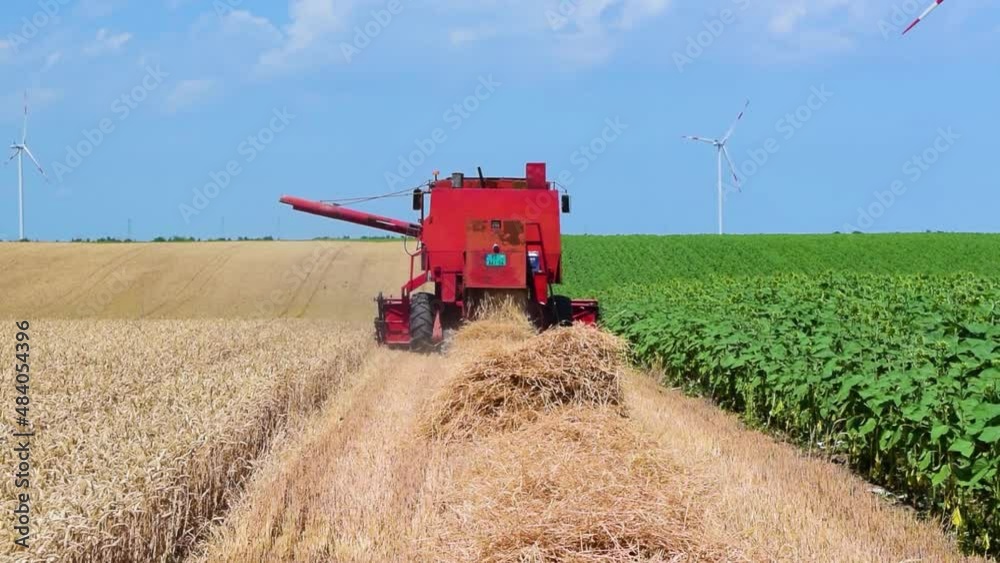 Harvester harvests ripe wheat on yellow rural field on a summer sunny day. Landscape of an endless agricultural field, blue sky and windmills or wind turbines. Wheat is a worldwide staple food. Harvester harvests ripe wheat on yellow rural field on a summer sunny day. Landscape of an endless agricultural field, blue sky and windmills or wind turbines. Wheat is a worldwide staple food.