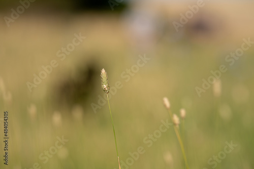 Farm crop of grass seed head and lucerne flower, growing in a paddock in australia.