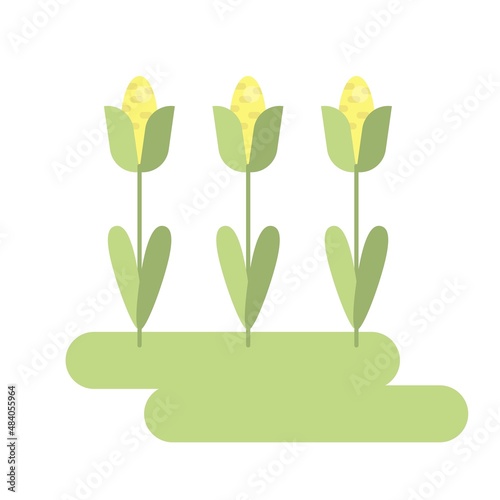 Vector illustration with three cobs of corn plants, green leafs and grass.