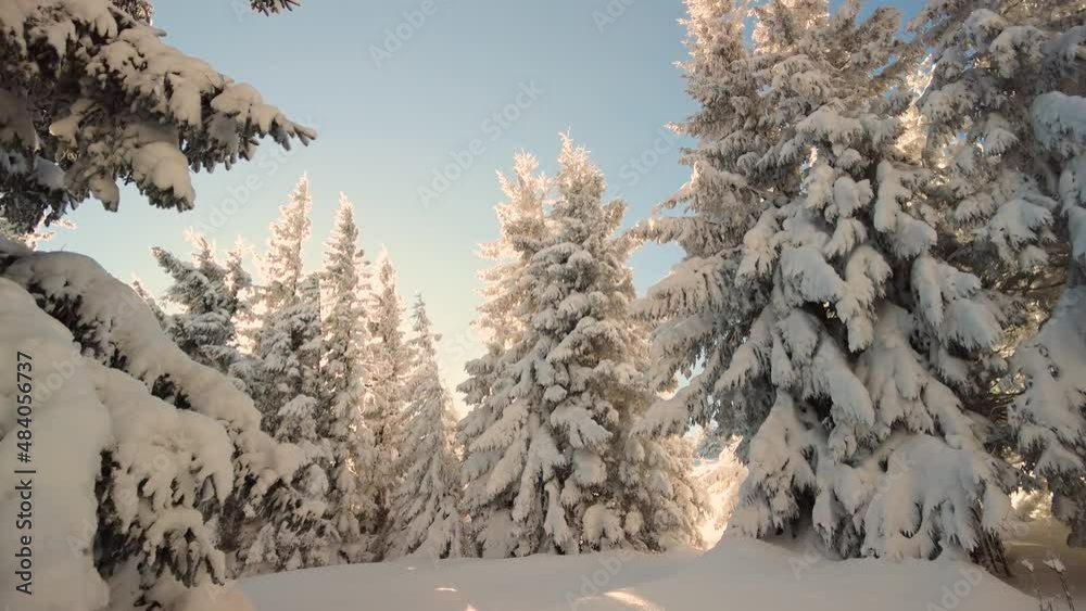 Ukrainian Carpathians snowy forest in the afternoon, and at sunrise and sunset is beautiful and attractive. Slender fir and lush beech shackled by frost and rime, the sun's rays create beauty Ukrainian Carpathians snowy forest in the afternoon, and at sunrise and sunset is beautiful and attractive. Slender fir and lush beech shackled by frost and rime, the sun's rays create beauty
