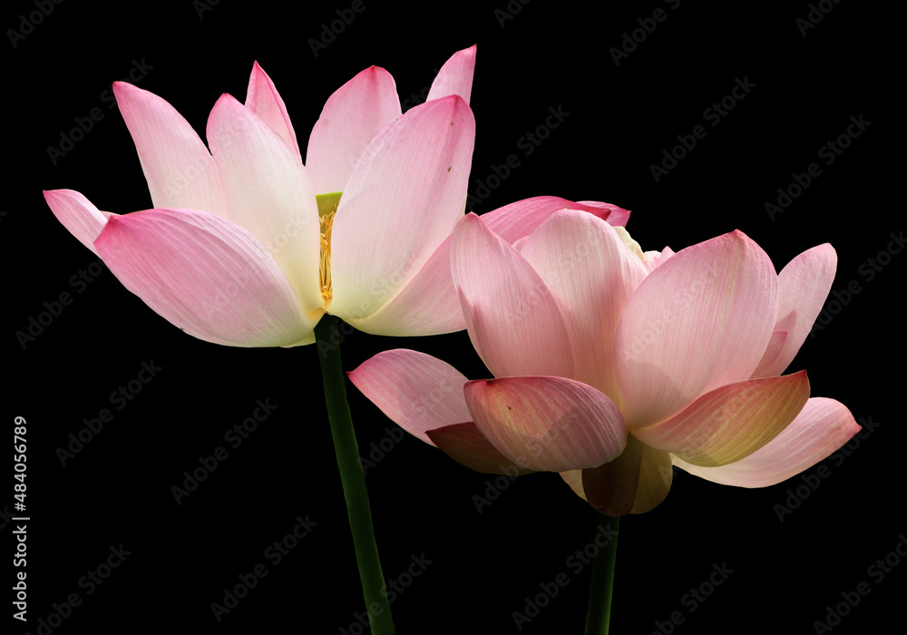 Pink lotus flowers, isolated on black background. Object with clipping path Pink lotus flowers, isolated on black background. Object with clipping path