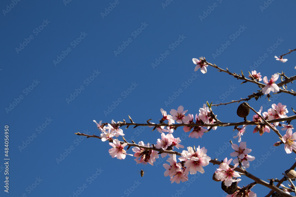 BRANCH OF ALMOND BLOSSOM TREE BLOSSOM WITH SKY BLUE BACKGROUND, WITH BEE NEAR BRANCH. BRANCH OF ALMOND BLOSSOM TREE BLOSSOM WITH SKY BLUE BACKGROUND, WITH BEE NEAR BRANCH.