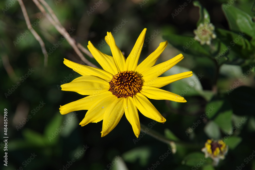 Close-up view of a single blossom of an encelia californica
Coast Sunflower, California Bush Sunflower Close-up view of a single blossom of an encelia californica
Coast Sunflower, California Bush Sunflower