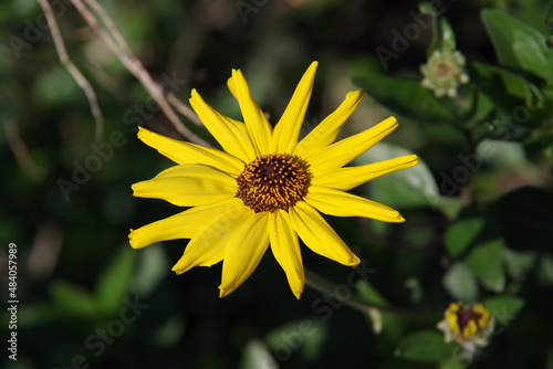 Close-up view of a single blossom of an encelia californica 
Coast Sunflower, California Bush Sunflower photo