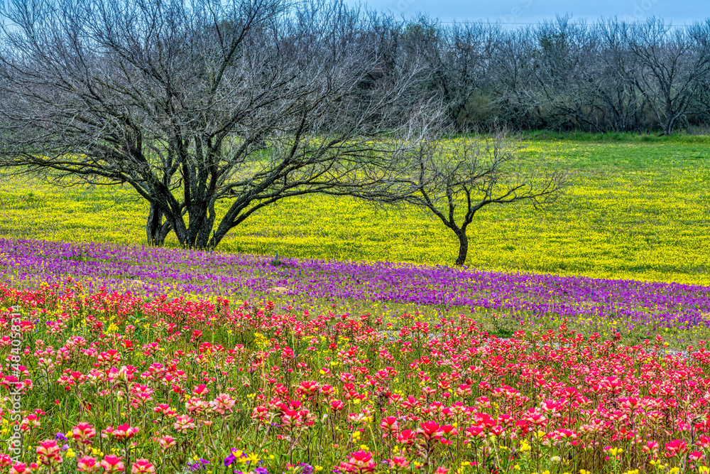 Spring Wildflowers in Texas Hill Country Spring Wildflowers in Texas Hill Country