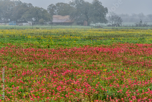 Spring Wildflowers in Texas Hill Country