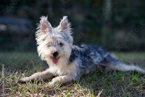 yorkshire terrier on the grass