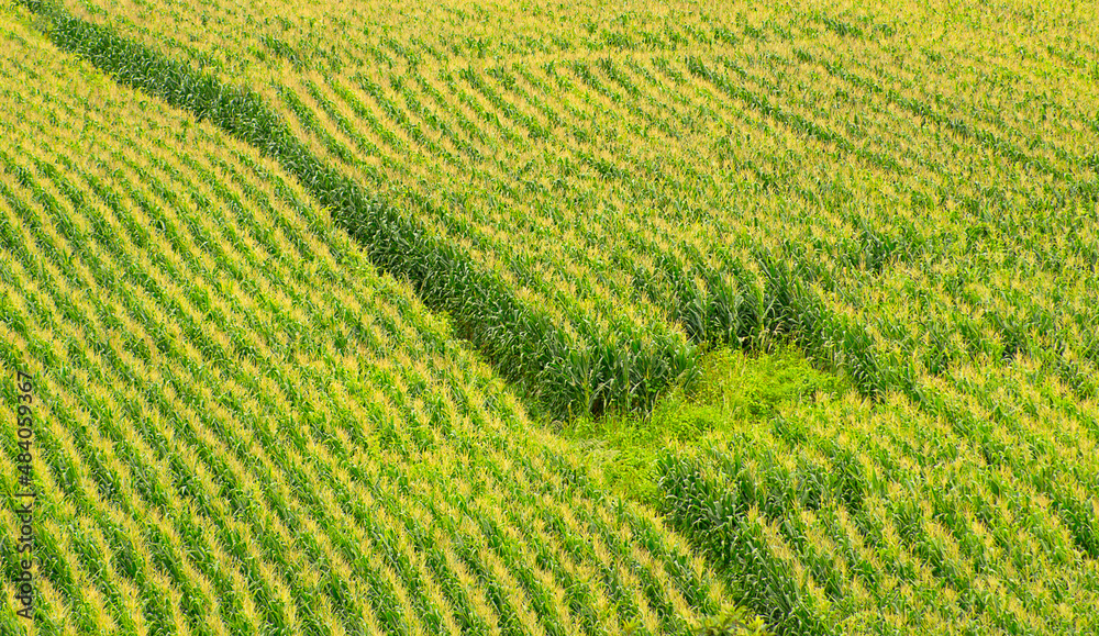 cornfield seen from above, forming patterns of green and yellow lines cornfield seen from above, forming patterns of green and yellow lines