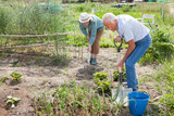 Mature man and woman gardener working at land with green onion