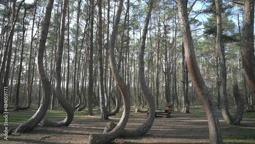 Crooked Forest 