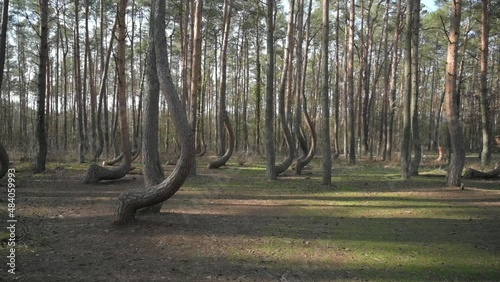 Crooked Forest 