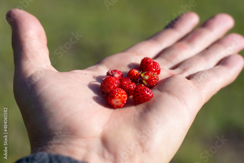 Fotografie fresh picked wild strawberries harvested while foraging in alpine forest