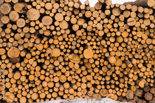 sawn trees are stacked in a heap, close-up