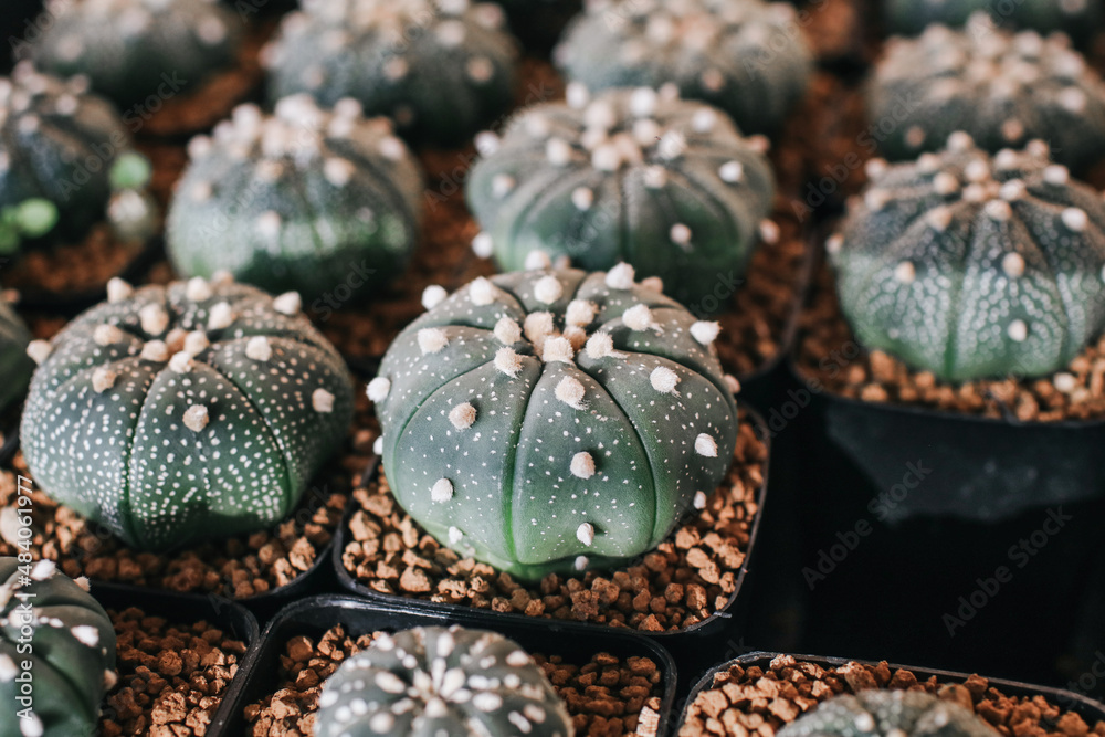 Cactus and succulent plants in many small pots on a farm under sunlight. Modern natural home miniature green corner decoration. Cactus and succulent plants in many small pots on a farm under sunlight. Modern natural home miniature green corner decoration.