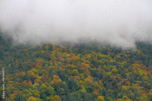 Thick white fog over the autumn coniferous forest