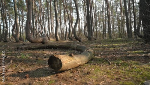 Crooked Forest 