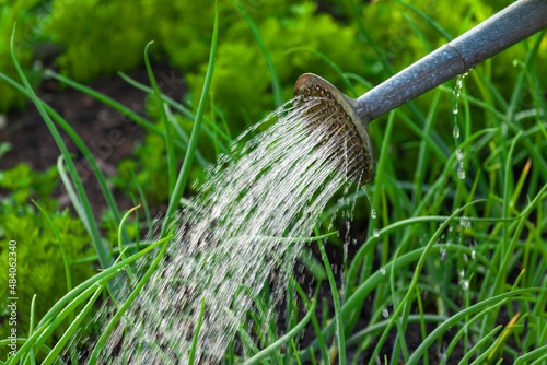 watering a vegetable garden in summer from an iron watering can, close-up