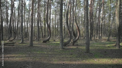 Crooked Forest 