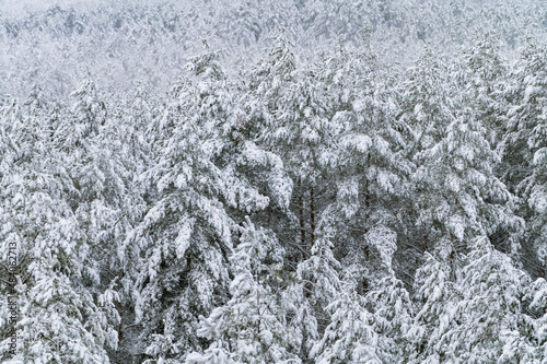 Winter in forest with snow covered trees (high ISO image)