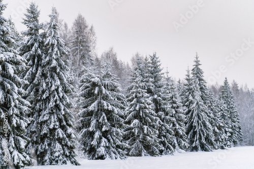 Winter in forest with snow covered trees (high ISO image) © valdisskudre
