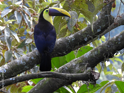 Chestnut -mandibled- Toucan 1
