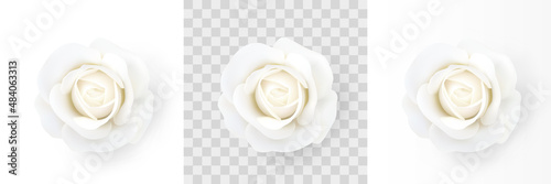 White rose. Close-up of a flower isolated on a white, transparent and white gradient background. Decorative design element for decorations, holidays and events