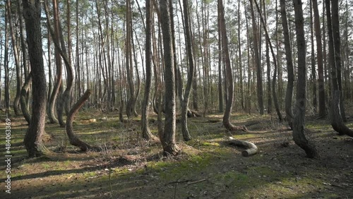 Crooked Forest 