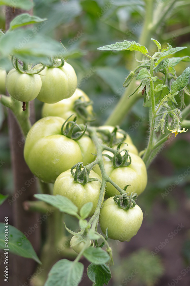 Tomato plants in greenhouse. Organic farming. Cherry tomatoes. Young tomato plants growth in greenhouse. Green tomatoes ripen on a branch. Agriculture. Healthy food. Growing vegetables .Green tomatoes Tomato plants in greenhouse. Organic farming. Cherry tomatoes. Young tomato plants growth in greenhouse. Green tomatoes ripen on a branch. Agriculture. Healthy food. Growing vegetables .Green tomatoes