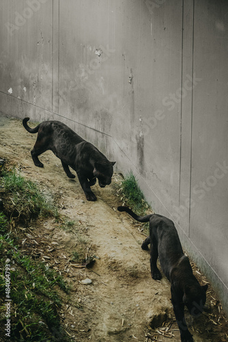 Endangered animal life 