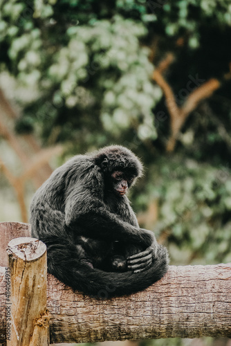 Endangered animal life (Primates) 