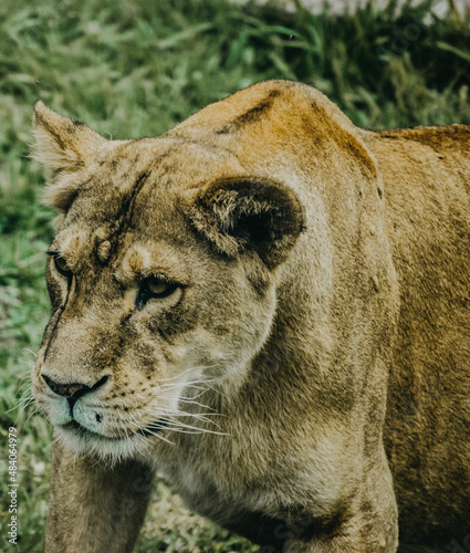 Endangered animal life