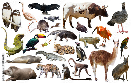 collection of different reptiles, birds, mammal animals and insects from sout...