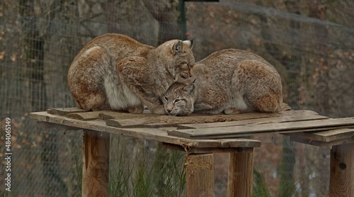 Couple de lynx dans un parc