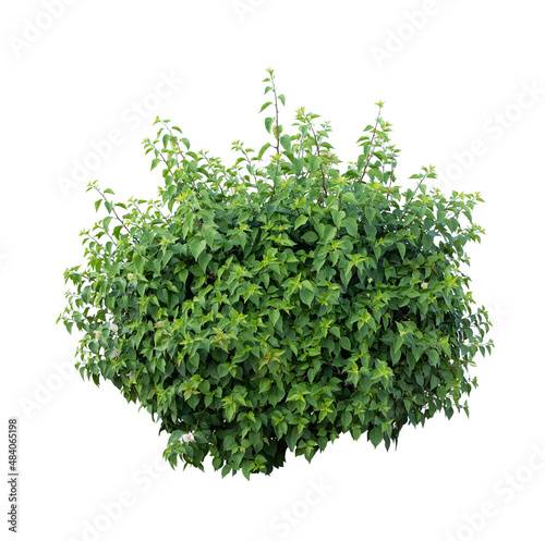 Tropical  shrub bush green tree isolated  plant with clipping path.