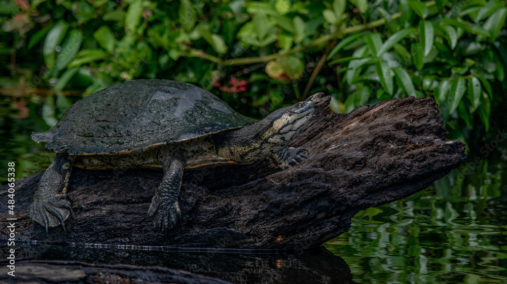 Tortue préhistorique dans la forêt amazonienne en bolivie dans le parc national du madidi Tortue préhistorique dans la forêt amazonienne en bolivie dans le parc national du madidi