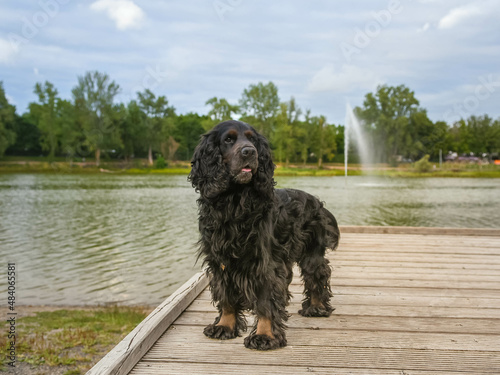 Magnifique cocker noir chien dans un parc