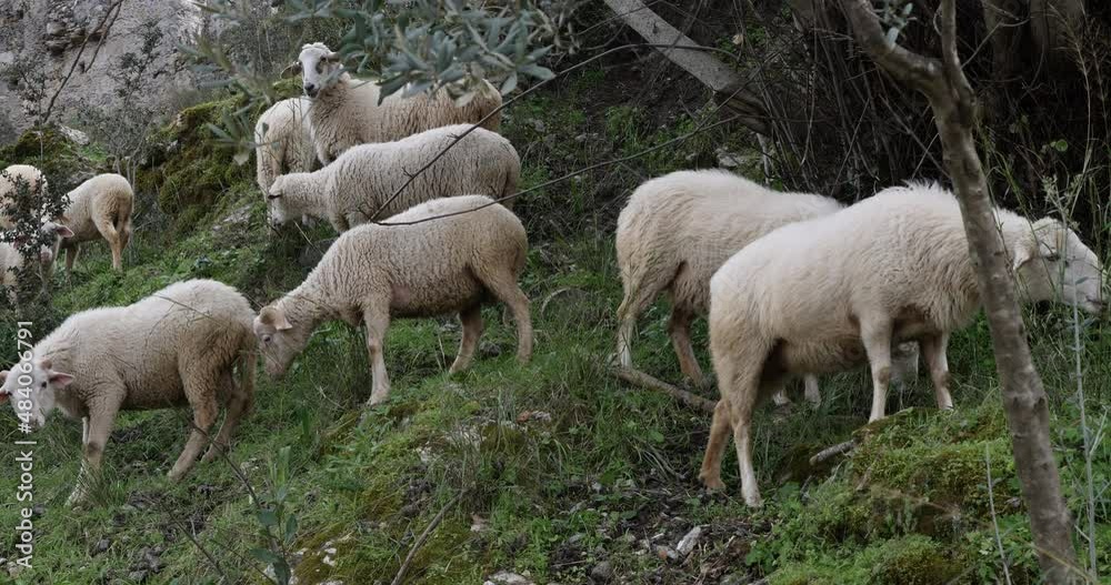 fethiye kayakoy turkey the ghost town with sheeps feeding in front fethiye kayakoy turkey the ghost town with sheeps feeding in front