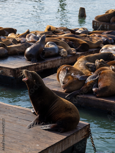 Tablou pe pânză Sea lion growling in front of many others sleeping.