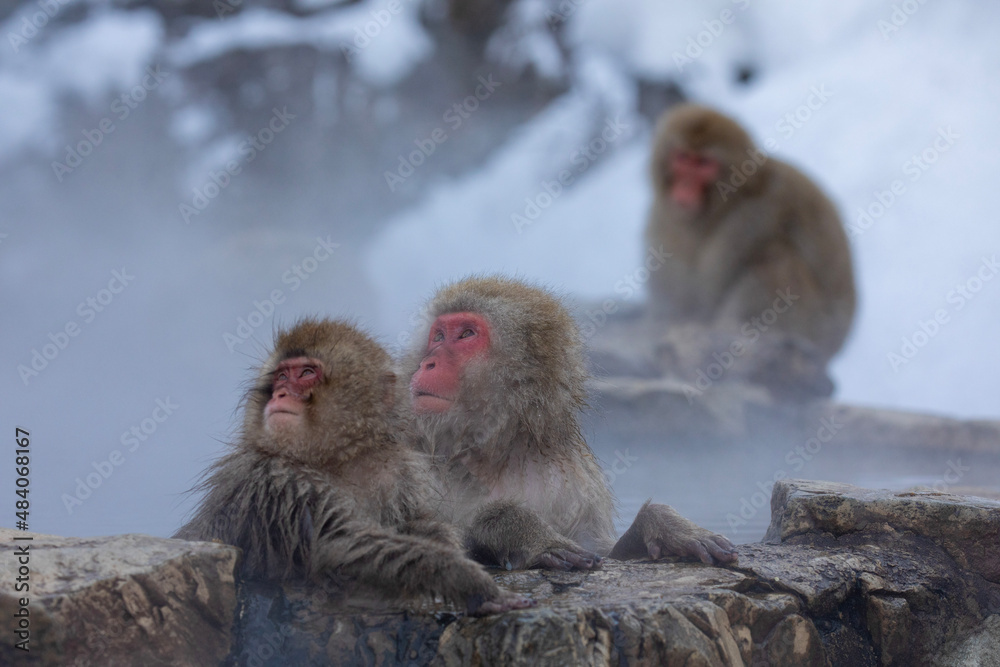 Naklejka premium SNOW MONKEY