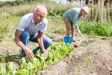 Mature man gardener working at land with lettuce, woman cultivate land in sunny garden outdoor
