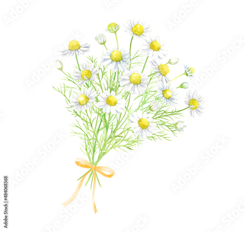 カモミールの花束　リボン　水彩イラスト
